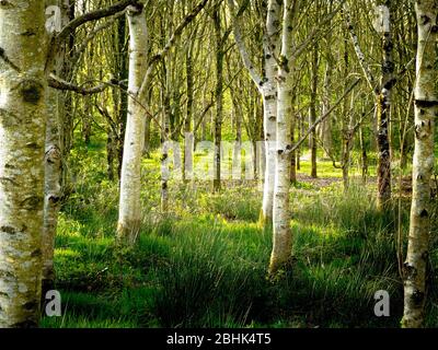 Bouleau argenté dans les bois, Cornwall, Royaume-Uni Banque D'Images