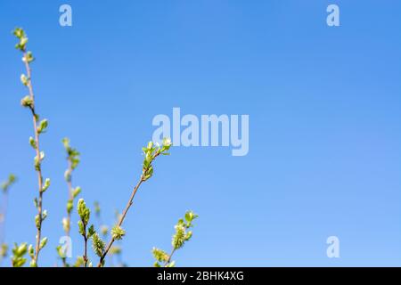L'éveil de la nature. Jeunes feuilles fraîches. Premiers bourgeons verts de printemps sur la branche. Ciel bleu clair. Banque D'Images