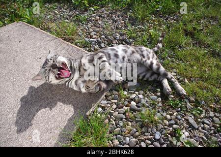 Chat bengal sur le patio Banque D'Images