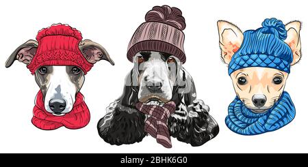 Ensemble de chiens taille basse dans des chapeaux et foulards tricotés en hiver. Greyhound italien, Cocker anglais et Chihuahua. Illustration de Vecteur