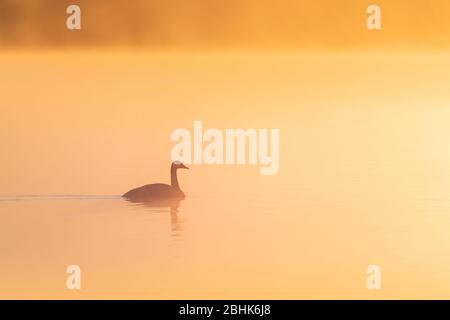 Le cygne de Whooper (Cygnus cygnus) nageant à travers la brume dorée sur un lac calme au lever du soleil. Banque D'Images