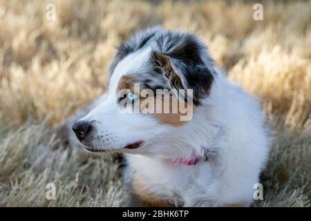 Adorable chiot Berger australien qui repose dans l'herbe. Banque D'Images