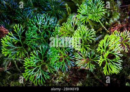 Plantes vertes au sol forestier dans la forêt de nuages du Parc National de la Amistad (PILA), province de Chiriqui, République du Panama. Banque D'Images