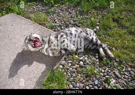 Chat bengal sur le patio Banque D'Images