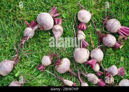 Les betteraves rouges récoltés sur l'herbe. La betterave fraîche bio du jardin Banque D'Images