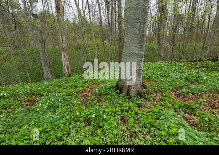 Lits naturels de Trillium à grande fleur, de Trillium grandiflorum et d'autres fleurs sauvages dans la réserve naturelle de Trillium Ravine, propriété du Michigan Na Banque D'Images