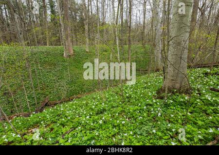 Lits naturels de Trillium à grande fleur, de Trillium grandiflorum et d'autres fleurs sauvages dans la réserve naturelle de Trillium Ravine, propriété du Michigan Na Banque D'Images