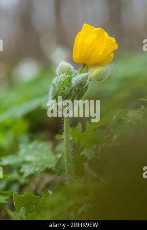 Poppy de bois jaune, Stylophorum diphyllum, dans la réserve naturelle Trillium Ravine, propriété de la Michigan nature Association, près de Niles, Michigan, États-Unis Banque D'Images