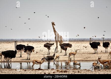 Un assemblage d'une girafe avec des autruches, des sarrobites et des oiseaux dans un trou d'eau dans le parc national d'Etosha. Banque D'Images