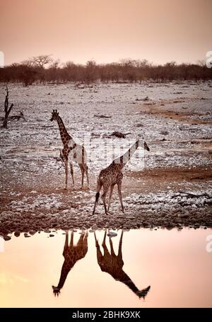 Deux girafes au trou d'eau d'Okaukuejo dans le parc national d'Etosha pendant le coucher du soleil. Banque D'Images