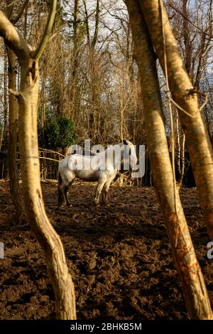 Irlande cheval Irish Gypsy Vanner cheval debout dans un terrain boueux vu à travers les arbres à Killarney, Irlande Banque D'Images