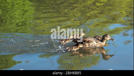 Canard avec ses conduits nageant dans l'étang de canard au Pinner Memorial Park, Pinner, Middlesex, nord-ouest de Londres Royaume-Uni, photographié lors d'une journée ensoleillée de printemps Banque D'Images