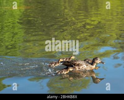 Canard avec ses conduits nageant dans l'étang de canard au Pinner Memorial Park, Pinner, Middlesex, nord-ouest de Londres Royaume-Uni, photographié lors d'une journée ensoleillée de printemps Banque D'Images