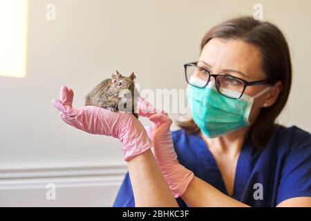 Rongeur écureuil chilien degu examiné par le médecin vétérinaire, diagnostic et traitement des animaux de compagnie Banque D'Images