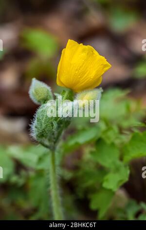 Poppy de bois jaune, Stylophorum diphyllum, dans la réserve naturelle Trillium Ravine, propriété de la Michigan nature Association, près de Niles, Michigan, États-Unis Banque D'Images