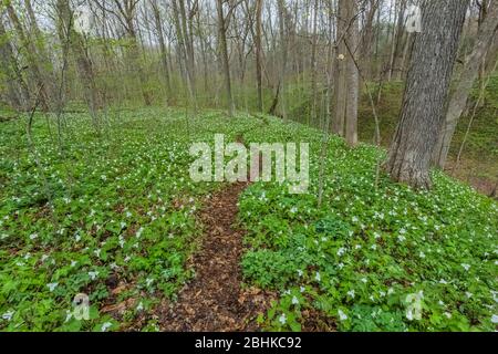 Lits naturels de Trillium à grande fleur, de Trillium grandiflorum et d'autres fleurs sauvages dans la réserve naturelle de Trillium Ravine, propriété du Michigan Na Banque D'Images