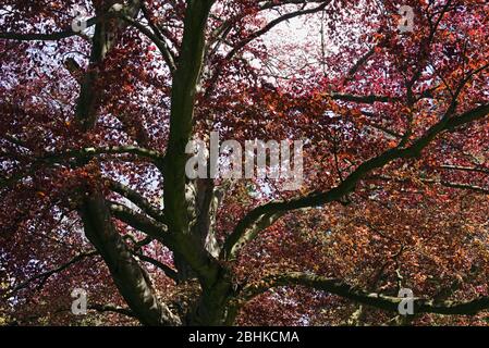 Branches et feuillage coloré d'un vieux hêtre rouge Fagus sylvatica purpurea au printemps Banque D'Images