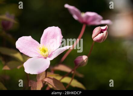 Clematis Rubens Montana Banque D'Images