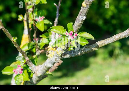 Un groupe de bourgeons de fleurs roses péterrées de fleurs de pommier non ouvertes entourées d'une rosette de feuilles Banque D'Images