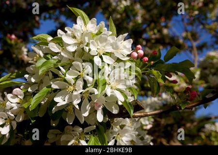 Fleur de crabe, Angleterre Banque D'Images