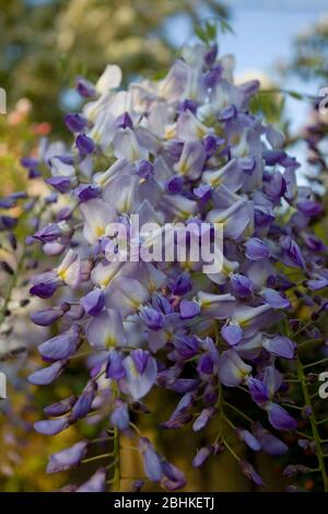 Wisteria à fleurs à la fin du printemps Banque D'Images