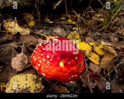 Tabouret rouge dans la zone d'exclusion de Tchernobyl, Ukraine. Banque D'Images