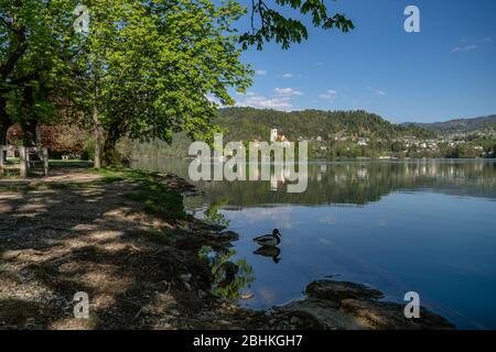 Lac de Bled, Slovénie, avril 2020: Les animaux reprennent le lac de Bled comme les touristes sont interdits de visiter et de s'asseoir sur des bancs. Banque D'Images