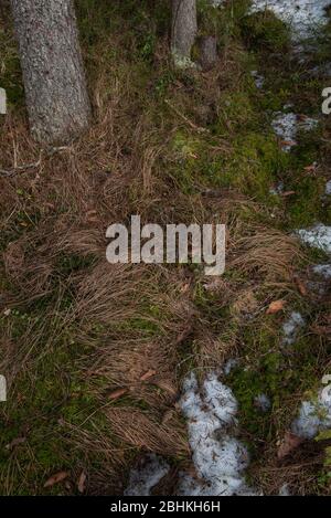 Sécher l'herbe sur le sol dans la forêt après que la neige fond de près. Banque D'Images