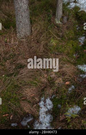 Sécher l'herbe sur le sol dans la forêt après que la neige fond de près. Banque D'Images