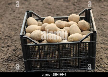 Planter des pommes de terre dans une boîte en plastique est sur le sol. Vue latérale Banque D'Images