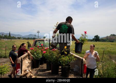 26 avril 2020 - Porterville, Californie États-Unis: Un travailleur vend des usines de roses à l'arrière d'un camion près du coin de Calif., de la route 190, et de Plano Street, dimanche 26 avril 2020 à Porterville, Californie. Le travailleur a déclaré que les affaires ont été plus élevées que d'habitude pendant l'arrêt de COVID-19/Coronavirus en Californie comme résidents qui s'abritaient dans le jardin de place pour rester occupé. Banque D'Images