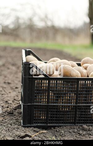 Planter des pommes de terre dans une boîte en plastique est sur le sol. Vue latérale Banque D'Images