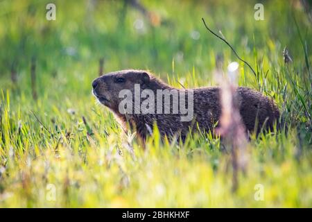 Curieux marmotte sauvage sur le terrain seul dans l'herbe Banque D'Images
