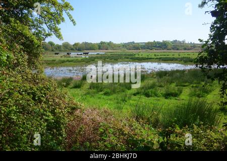 RSPB Bowling Green Marsh, Topsham, Devon, Angleterre, Royaume-Uni Banque D'Images