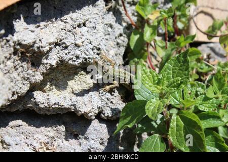 lézard se défaisant sous les feuilles sur un mur Banque D'Images