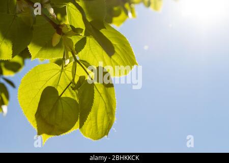 Feuilles de printemps fraîches de tilleul à petits feuilles de tilleleaf linden Tilia, rétroéclairées Banque D'Images