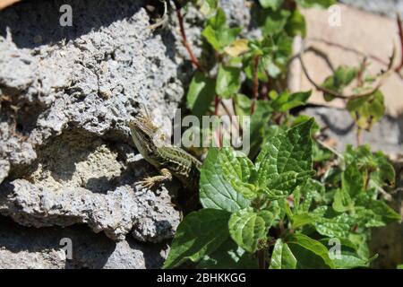 lézard se défaisant sous les feuilles sur un mur Banque D'Images