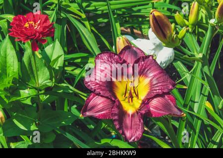 Magnifique Lily jaune bordeaux, proche d'une journée d'été ensoleillée dans le jardin sur un lit fleuri. Fond floral naturel. Banque D'Images