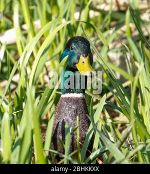 Le Canard colvert (Anas platyrhynchos) Banque D'Images