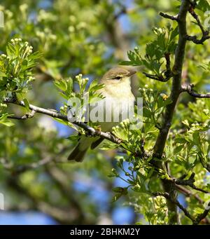 Willow Warbler (Phylloscopus trochilus) Banque D'Images