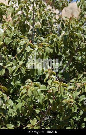 Sugarbush, Rhus Ovata, plante indigène, réserve des montagnes de Pioneertown, désert de Mojave du sud. Banque D'Images