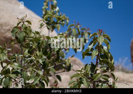 Sugarbush, Rhus Ovata, plante indigène, réserve des montagnes de Pioneertown, désert de Mojave du sud. Banque D'Images