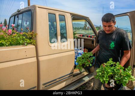 Un travailleur vend des plantes de rose à l'arrière d'un camion près du coin de Calif., de la route 190 et de la rue Plano à Porterville. Le travailleur a déclaré que les affaires ont été plus élevées que d'habitude pendant l'arrêt de COVID-19/Coronavirus en Californie comme résidents qui s'abritaient dans le jardin de place pour rester occupé. Banque D'Images