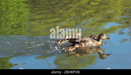 Canard avec des conduits dans l'étang de canard au Pinner Memorial Park, Pinner, Middlesex, nord-ouest de Londres Royaume-Uni, photographié lors d'une journée de printemps ensoleillée. Banque D'Images