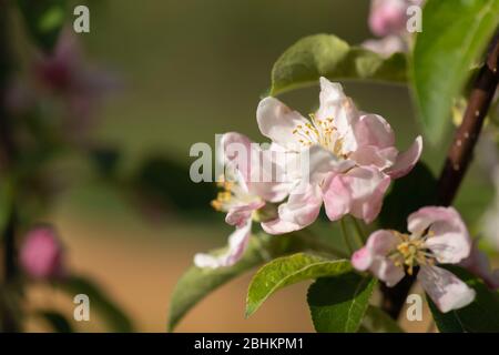 Fleurs blanches roses ailées sur le Malus 'Golden Hornet' au printemps. Banque D'Images