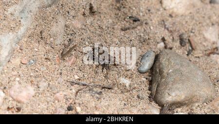Bètle tigre bronzé (Cicindela repanda) perché sur le sol de Sandy Gravel dans le Colorado Banque D'Images