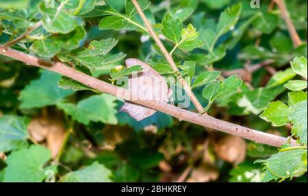 Un papillon de Leafwing (Anaea andria) perché sur une branche de végétation lourde dans l'est du Colorado Banque D'Images