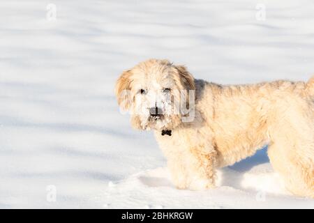 Adorable chien de terrier doux enduit de couleur blond, jouant au froid avec un visage couvert de neige Banque D'Images