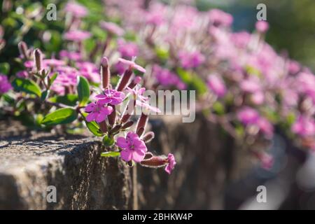 Aubrieta à fleurs sous un soleil éclatant. De belles petites fleurs roses fleuries dans les rayons du soleil sur le mur de briques. Banque D'Images