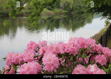 magnifiques rhododendrons roses en pleine floraison avec un fond d'eau et de vert luxuriant Banque D'Images